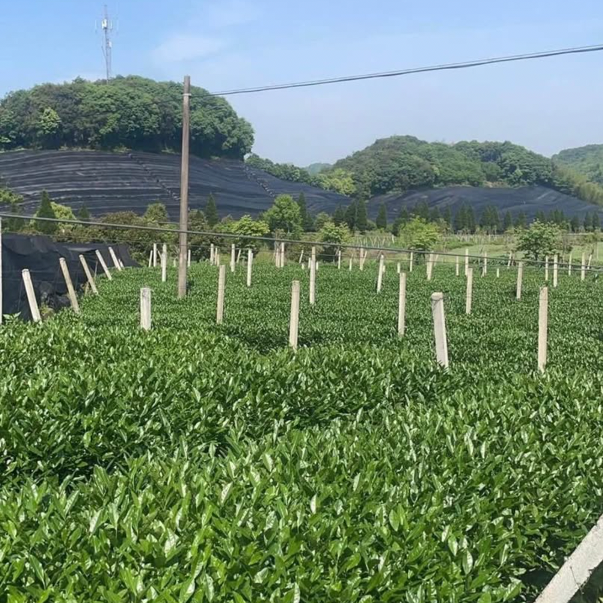 SANO MATCHA – CEREMONIAL GRADE – 3 cans